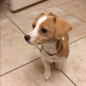 Meet your Posher, Ginger